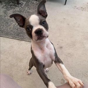 Meet your Posher, Amby